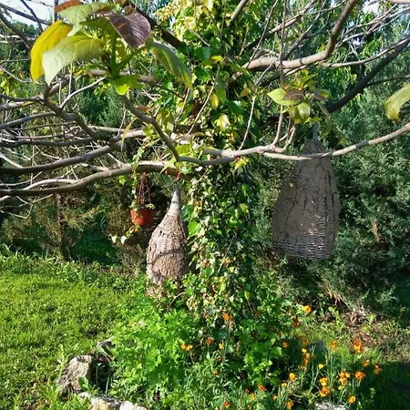 בית הארחה Casa Camelia *